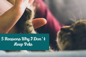 Reasons Why I Don't Keep Pets